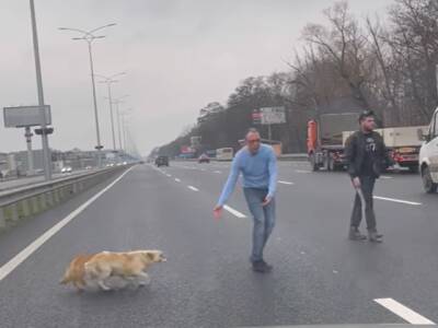 Под Киевом мужчина остановил четырехполосную трассу, чтобы перевести через дорогу двух псов. Видео