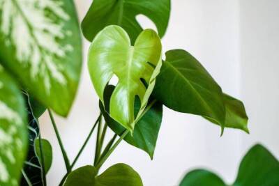 Зимой у домашних растений начали сохнуть кончики листьев: как исправить ситуацию - skuke.net