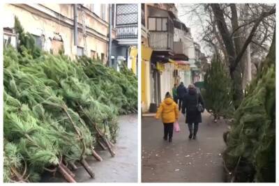 Елочные базары заработали в Одессе: где и за сколько можно купить новогоднее дерево, кадры