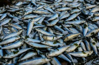 Минсельхоз: объем выловленной рыбы по итогам года превысит прошлогодний показатель
