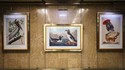 Выставка «Птицы на книжных страницах» появилась на станции метро «Выставочная»