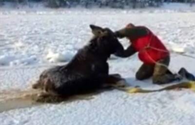 В Тверской области спасли лосенка, застрявшего на льду реки