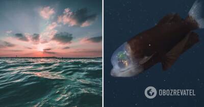 Ячменная рыба – у побережья Калифорнии сняли на видео необычную рыбу, фото и видео