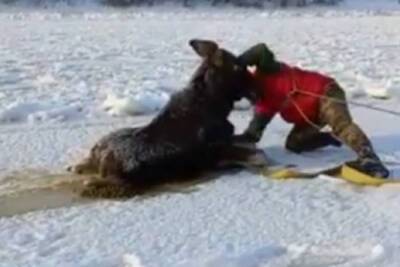 В Тверской области лосёнка спасли из-подо льда
