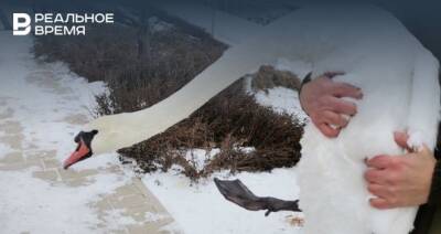 На озере Кабан в Казани спасли от гибели лебедя-шипуна