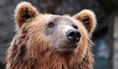 Охотовед предупредил о случаях нападения медведей на людей в Ленобласти