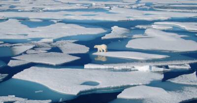 Новый температурный рекорд Арктики — 38⁰C, — метеорологи