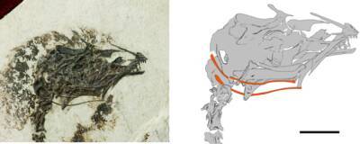 Обнаружена окаменелость древней птицы с длинным языком, жившей 120 млн лет назад