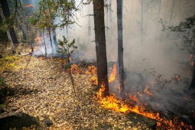 Ущерб от лесных пожаров в Свердловской области в 2021 году превысил ₽300 млн