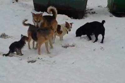 Жители Тверской области снова столкнулись с бродячими собаками