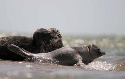 Острову в Астраханской области присвоили международный статус из-за обитания каспийских тюленей