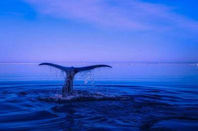 Вылов китообразных хотят запретить