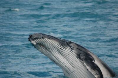 Госдума во втором чтении приняла законопроект о запрете добычи китообразных