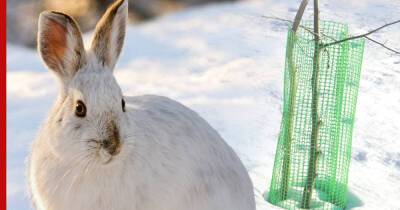 Спасаем сад: как защитить деревья от зайцев зимой