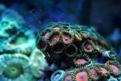 Кораллы из домашнего аквариума чуть не убили московскую семью