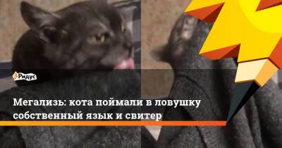Мегализь: кота поймали в ловушку собственный язык и свитер