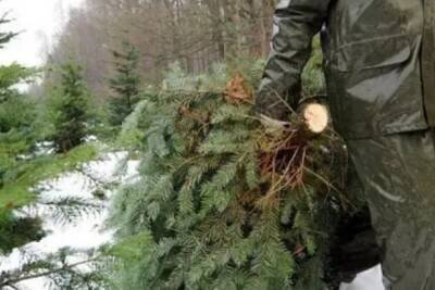 В Ярославской области для жителей вырубят 700 елок