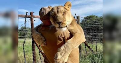 «Обіймашки» величезної левиці з людиною, яка врятувала і виростила її, зворушили мережу (відео)