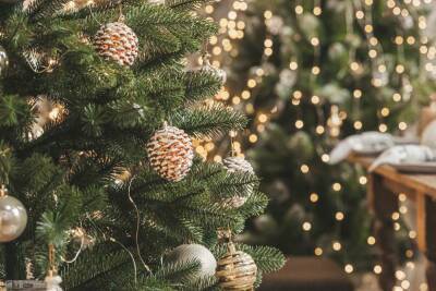 В Мособллесе назвали главную пользу от живой новогодней ели
