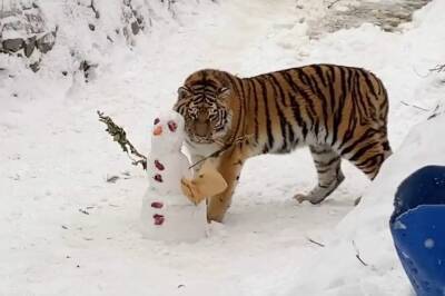 Необычного снеговика слепили для амурской тигрицы Виолы в Петербурге — с мясными пуговицами и глазами