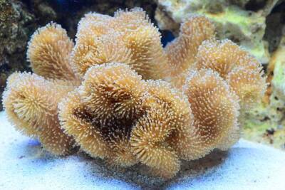 В Москве кораллы из обычного аквариума чуть не убили своих хозяев