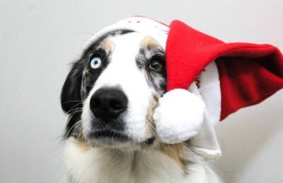 Собаку отвели на встречу с Сантой, чтобы подарить ей рождественское настроение