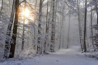 15 декабря в Туле будет туманно, скользко и до -7 градусов