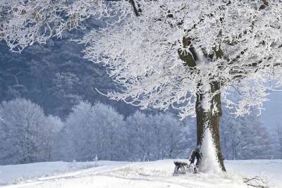 Приятная и хрустящая снежная среда встретит смолян 15 декабря