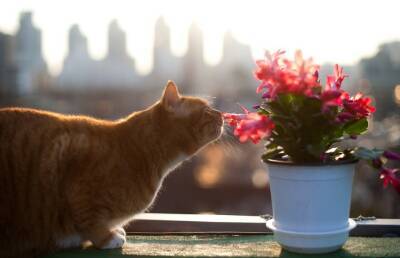 Кот достал из вазы цветок и подарил его хозяйке. Посмотрите, как пушистый показывает свою любовь! (ВИДЕО)