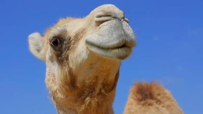 На конкурсе красоты дисквалифицировали 40 верблюдов из-за инъекций ботокса