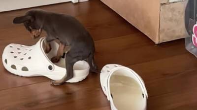 Милота дня: щенок пытается уместиться в тапочках - сможет ли? (Видео)