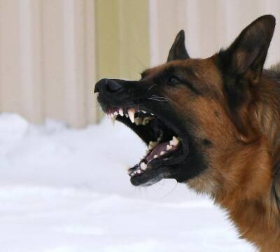 Следком организовал проверку после нескольких случаев нападения собак на людей в Якутске