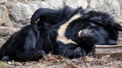 Медведи уснули на зиму в Московском зоопарке