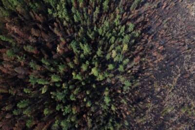 Ущерб от лесных пожаров на Урале в 2021 году вырос вдвое