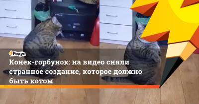 Конек-горбунок: на видео сняли странное создание, которое должно быть котом
