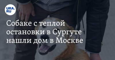 Собаке с теплой остановки в Сургуте нашли дом в Москве. Видео