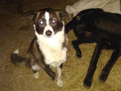 На ферме в Смоленской области жестоко расправились с пятью собаками - соцсети