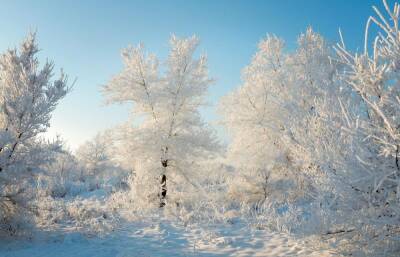 Жителям Тверской области пообещали морозы до минус 33 градусов