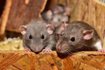 На нашествие крыс пожаловались жители одного из домов Альметьевска