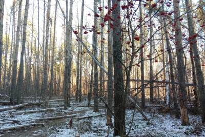 Рослесозащита: часть Северного леса в Воронеже погубили