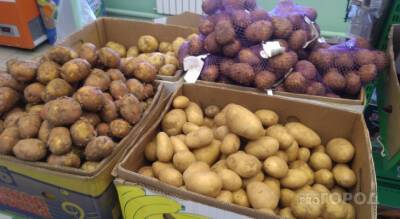 Из-за засухи в Чувашии уродилось значительно меньше картофеля