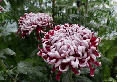 Крупноцветковая хризантема: 10 восхитительных сортов - skuke.net