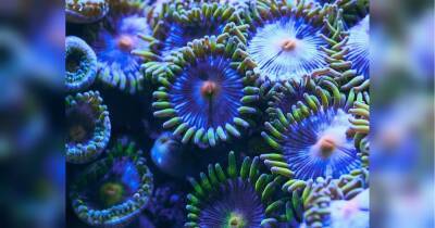 Помста коралів: у РФ спроба почистити акваріум ледь не призвела до смерті сім'ї з трьох людей