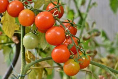 Что положить в лунку при посадке помидоров: секреты опытных огородников