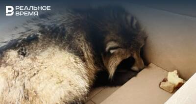 Спасенную в Казани енотовидную собаку планируют вернуть в естественную среду обитания