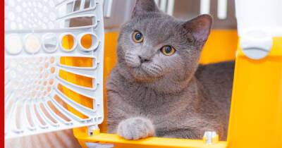 Выбор переноски для кошки: на что обратить внимание при покупке