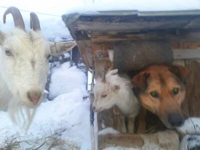 В Сыктывдинском районе козленок подружился с псом