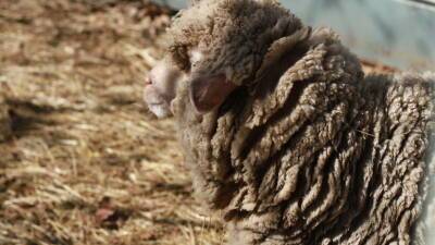 В Тюменской области 19-летний пастух украл и съел овечку