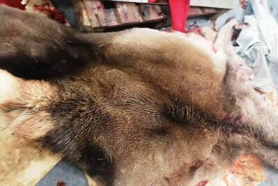 Браконьер в Киреевском районе Тульской области застрелил лося