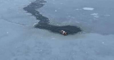 На Львовщине мужчина, рискуя жизнью, спас собаку из ледяной ловушки